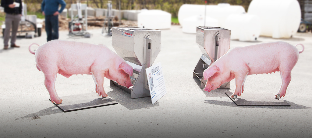 Tremie-abreuvoir porcs stainless